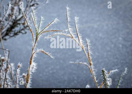 Givre sur l'herbe à la forêt d'Abernethy en Ecosse. Banque D'Images