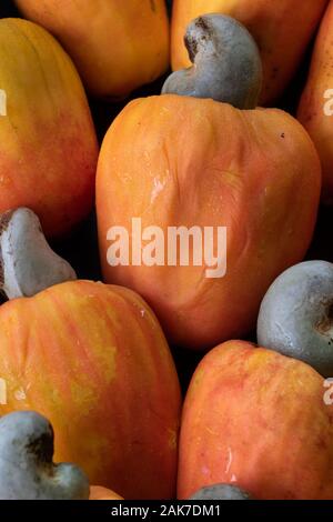 Recife, 29/12/2020. Fruits tropicaux de cajou au nord-est du Brésil. Banque D'Images