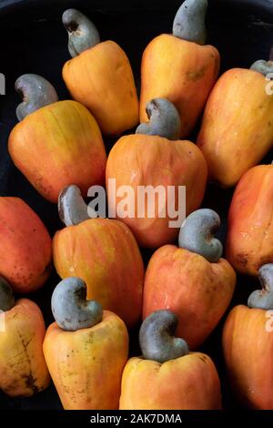 Recife, 29/12/2020. Fruits tropicaux de cajou au nord-est du Brésil. Banque D'Images