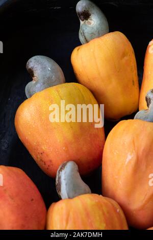 Recife, 29/12/2020. Fruits tropicaux de cajou au nord-est du Brésil. Banque D'Images