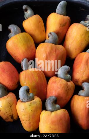 Recife, 29/12/2020. Fruits tropicaux de cajou au nord-est du Brésil. Banque D'Images