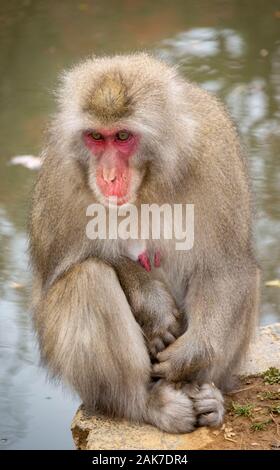 Les singes macaques japonais dans Iwatayama Monkey Park, de Arashiyama, Kyoto, Japon Banque D'Images