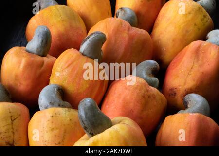 Recife, 29/12/2020. Fruits tropicaux de cajou au nord-est du Brésil. Banque D'Images