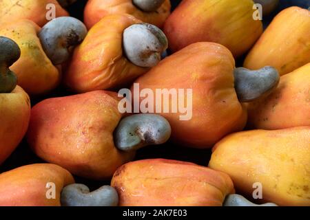 Recife, 29/12/2020. Fruits tropicaux de cajou au nord-est du Brésil. Banque D'Images