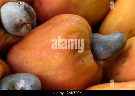 Recife, 29/12/2020. Fruits tropicaux de cajou au nord-est du Brésil. Banque D'Images