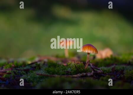 Petits champignons jaune sur la mousse, également appelé HYGROCYBE CERACEA ou Zitronensaftling waxcap, sélectionnés, mise au point, l'effet Bokeh Banque D'Images