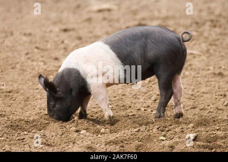 La HAMPSHIRE COCHON (Sus scrofa). De l'intérieur. Avec l'enracinement dans le sol. Museau Banque D'Images