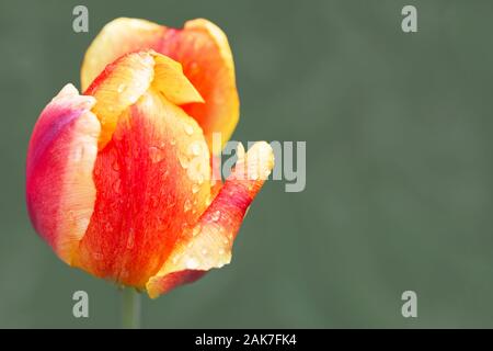 Tulipe orange avec bandes rouges, espace de copie à droite Banque D'Images