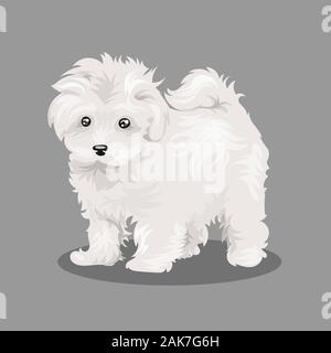 Bichon Frize chien blanc isolée à un fond de couleur Illustration de Vecteur