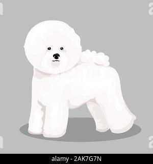 Bichon Frize chien blanc isolée à un fond de couleur Illustration de Vecteur