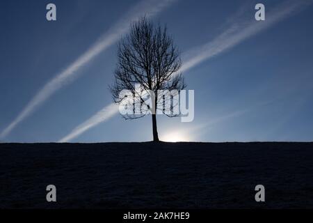 Silhouette d'un arbre sur une colline avec des trainées d'avions dans le ciel bleu clair Banque D'Images