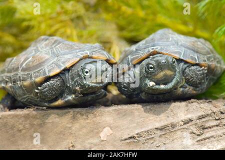 REEVES (TORTUE Chinemys reevesi). Natif du Japon et de la Chine. Banque D'Images