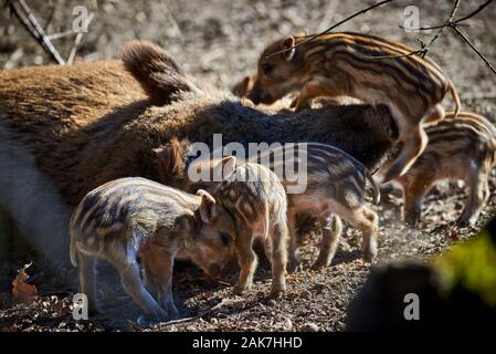 L'Europe centrale les porcelets sanglier (Sus scrofa) Jeu Banque D'Images