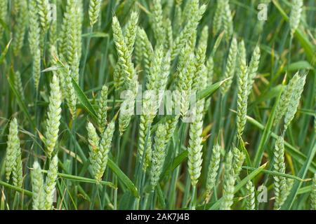 Blé (Triticum sp.) têtes de graine remplissant mais encore à mûrir pour la récolte. De juin. Le Norfolk. Banque D'Images