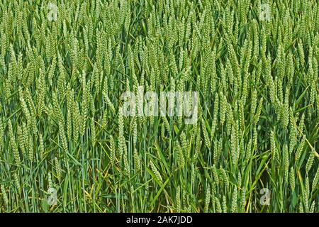 Blé (Triticum sp.) têtes de graine remplissant mais encore à mûrir pour la récolte. De juin. Le Norfolk. Banque D'Images