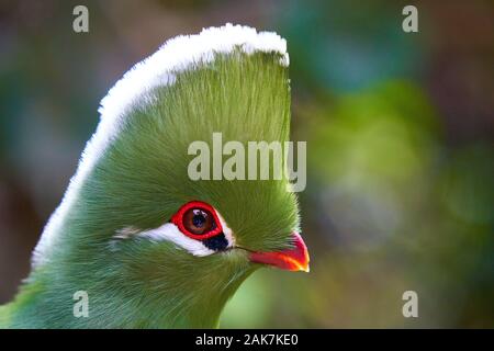 Oiseaux, Flamangos, perroquet et un beau gros plan de visage d'un oiseau de Go-away Banque D'Images