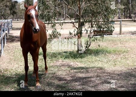 Beau brun Arabian stallion pose fièrement pour une couleur pleine longueur libre, debout dans un champ à la ferme équestre. Banque D'Images