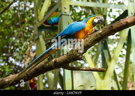 Oiseaux, Flamangos, perroquet et un beau gros plan de visage d'un oiseau de Go-away Banque D'Images