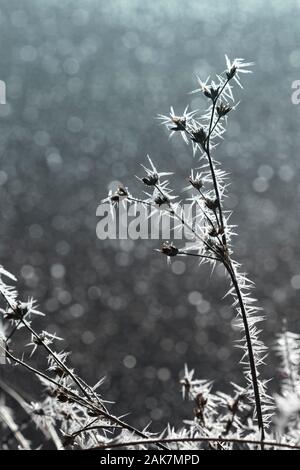 Givre sur la plante à Abernethy forest en Ecosse. Banque D'Images