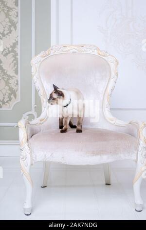 Le thème de la richesse et du luxe. L'impudent de la race de chat narcissique Mekong Bobtail pose sur une chaise vinage dans un intérieur. Thai cat avec Banque D'Images