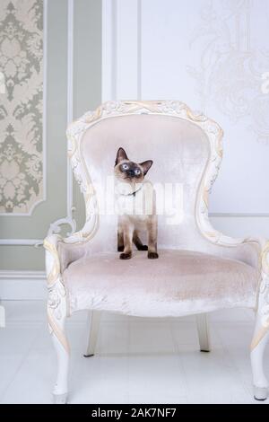 Le thème de la richesse et du luxe. L'impudent de la race de chat narcissique Mekong Bobtail pose sur une chaise vinage dans un intérieur. Thai cat avec Banque D'Images