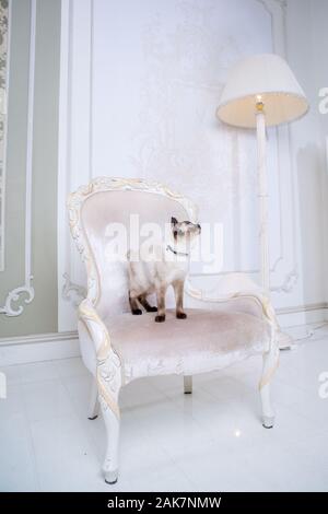 Le thème de la richesse et du luxe. L'impudent de la race de chat narcissique Mekong Bobtail pose sur une chaise vinage dans un intérieur. Thai cat avec Banque D'Images