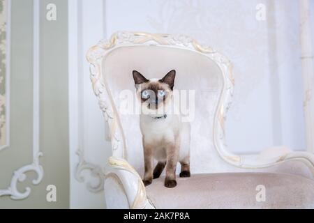 Le thème de la richesse et du luxe. L'impudent de la race de chat narcissique Mekong Bobtail pose sur une chaise vinage dans un intérieur. Thai cat avec Banque D'Images