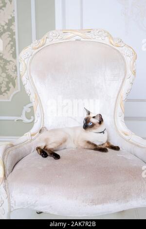 Le thème de la richesse et du luxe. L'impudent de la race de chat narcissique Mekong Bobtail pose sur une chaise vinage dans un intérieur. Thai cat avec Banque D'Images