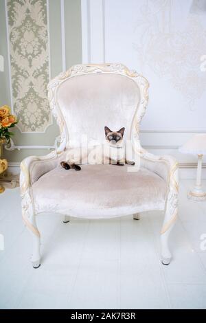 Mekong bobtail chat adulte femelle. Belle race de chat Mekongsky. Bobtail chat sans queue assis sur fauteuil baroque rétro chic. chaise dans un royal Banque D'Images