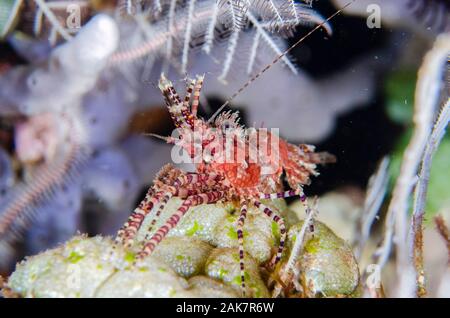 Saron Saron marmoratus, crevettes, la famille Hippolytidae, plongée de nuit, plongée de pyramides, Amed, Bali, Indonésie, l'Océan Indien Banque D'Images