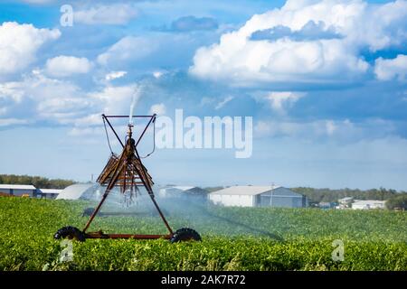 Un système d'irrigation à pivot central est vu de côté, la pulvérisation de l'eau sur les jeunes cultures sur terres agricoles, avec copie espace à droite Banque D'Images