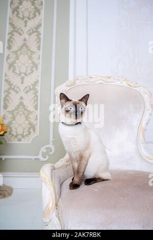 Le thème de la richesse et du luxe. L'impudent de la race de chat narcissique Mekong Bobtail pose sur une chaise vinage dans un intérieur. Thai cat avec Banque D'Images