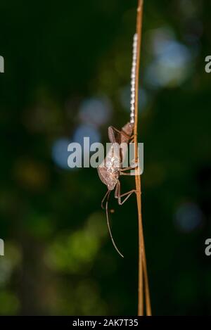 Leaf-footed Bug, Coréidés Famille, ponte sur tree vine, Klungkung, Bali, Indonésie Banque D'Images