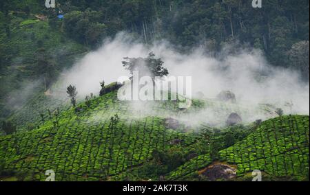 Misty paysages à Munnar, Inde. Banque D'Images