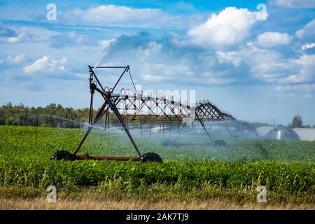 Gestion des cultures automatisé à l'aide d'un système d'irrigation linéaire à l'eau les jeunes plantes sur une grande échelle, ferme les tuyaux suspendus avec têtes rotatives Banque D'Images