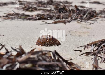 Lobster shell sur Western Australian beach Banque D'Images