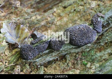 Tubifera ferruginosa, connu sous le nom red raspberry myxomycète Banque D'Images