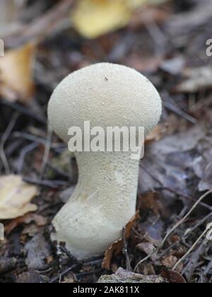 Handkea excipuliformis, connu comme le pilon ou vesse-de vesse-de longue tige, champignons sauvages de Finlande Banque D'Images