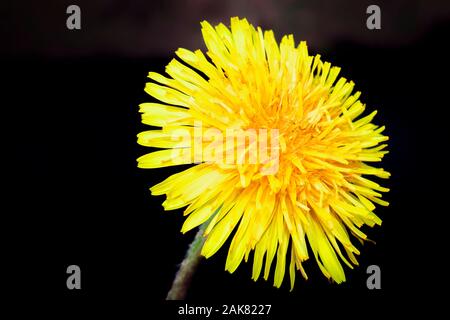 Close up image de fleur de pissenlit jaune vif de l'arrière-plan flou. Banque D'Images
