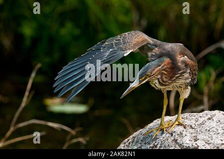 Green Heron debout sur la roche avec aile vers le haut. Banque D'Images