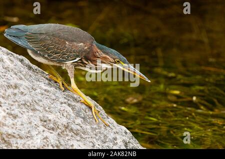 Green Heron Debout Sur Rock. Banque D'Images