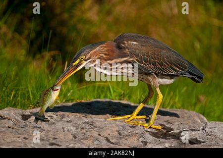 Green Heron Debout Sur Rock. Banque D'Images