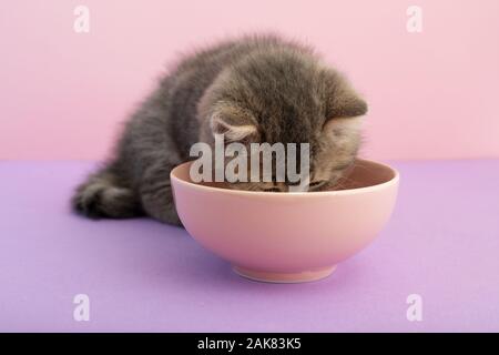Chaton rayé gris de manger sur un fond rose avec copie espace pour le texte. Mignon petit chat moelleux à rayures. Chaton nouveau-né Kid, vétérinaire animaux Banque D'Images