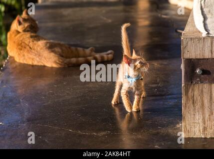 L'image spectaculaire des petits chatons orange première rencontre avec un chat adulte dans le patio du jardin. Banque D'Images