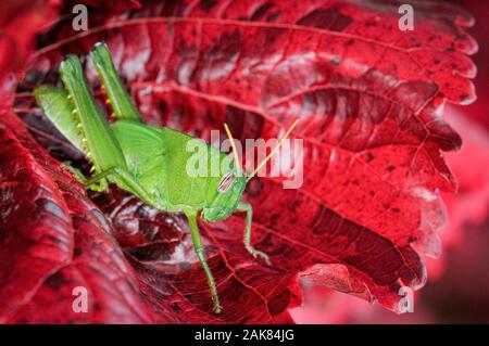 Cyrtacanthacridine nymphe sauterelle dans le feuillage rouge, Parc National de Ranomafana, Madagascar Banque D'Images