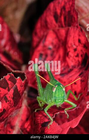 Cyrtacanthacridine nymphe sauterelle dans le feuillage rouge, Parc National de Ranomafana, Madagascar Banque D'Images