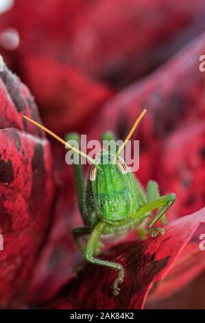 Cyrtacanthacridine nymphe sauterelle dans le feuillage rouge, Parc National de Ranomafana, Madagascar Banque D'Images