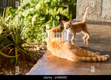 L'image spectaculaire des petits chatons orange première rencontre avec un chat adulte dans le patio du jardin. Banque D'Images