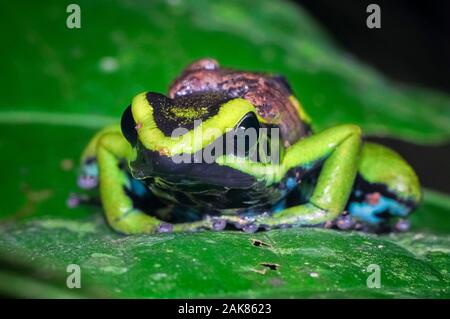 Trois-striped poison dart frog, Ameerega trivittata, mâle adulte, la garde et l'exercice de têtards sur son dos, Réserve nationale de Tambopata, Madre de Dios Banque D'Images