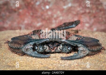 Rocher plat scorpion, Hadogenes troglodytes, Kruger National Park, Limpopo, Afrique du Sud Banque D'Images